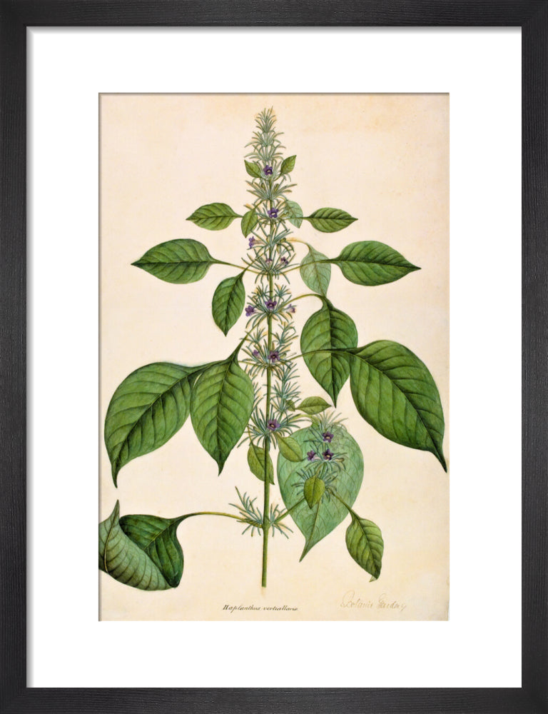 Haplanthodes Verticullatus - The Dapuri Collection