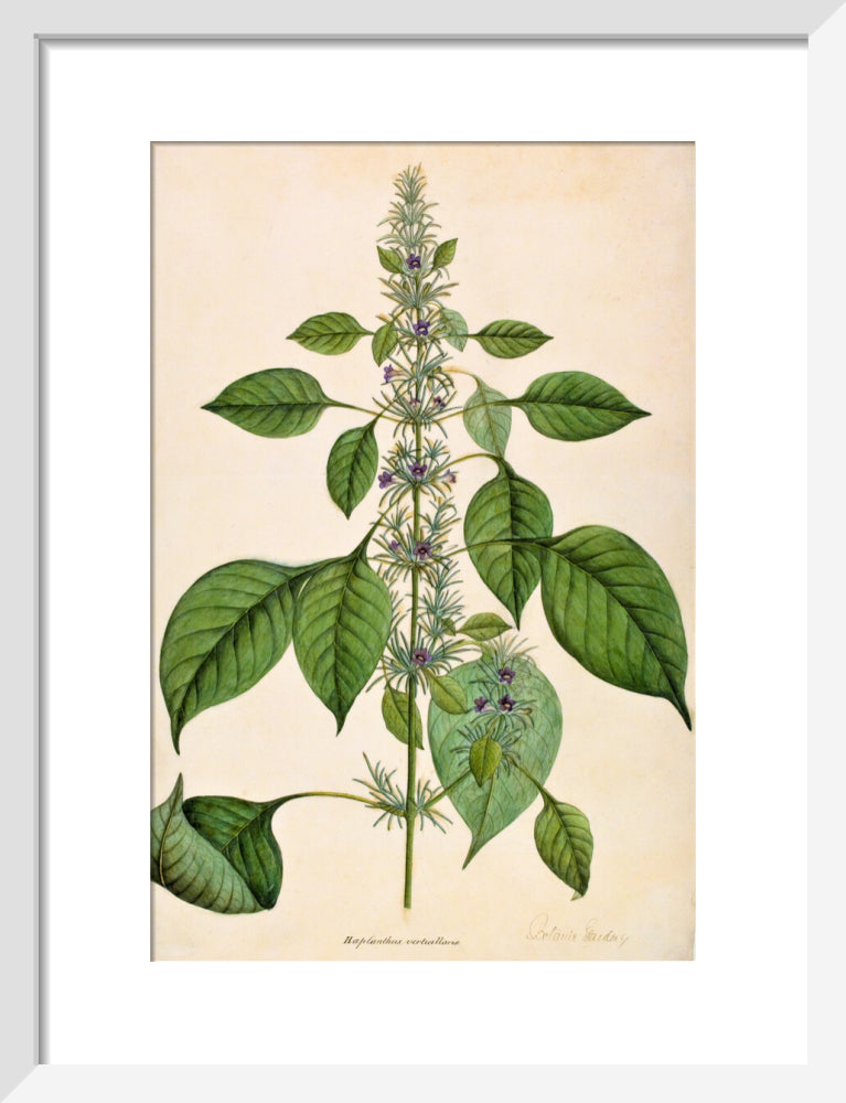 Haplanthodes Verticullatus - The Dapuri Collection