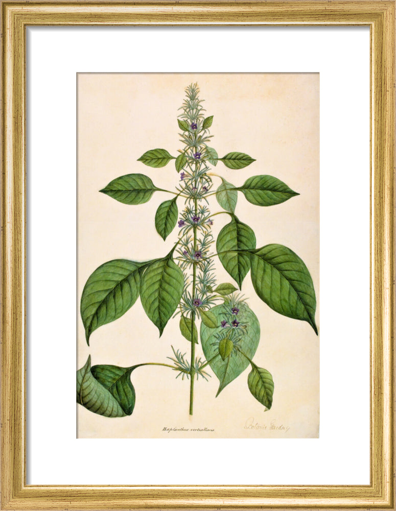 Haplanthodes Verticullatus - The Dapuri Collection