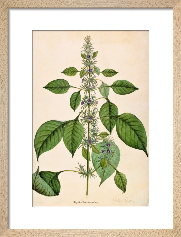 Haplanthodes Verticullatus - The Dapuri Collection