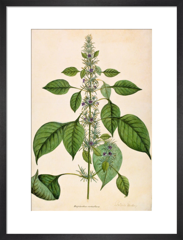 Haplanthodes Verticullatus - The Dapuri Collection