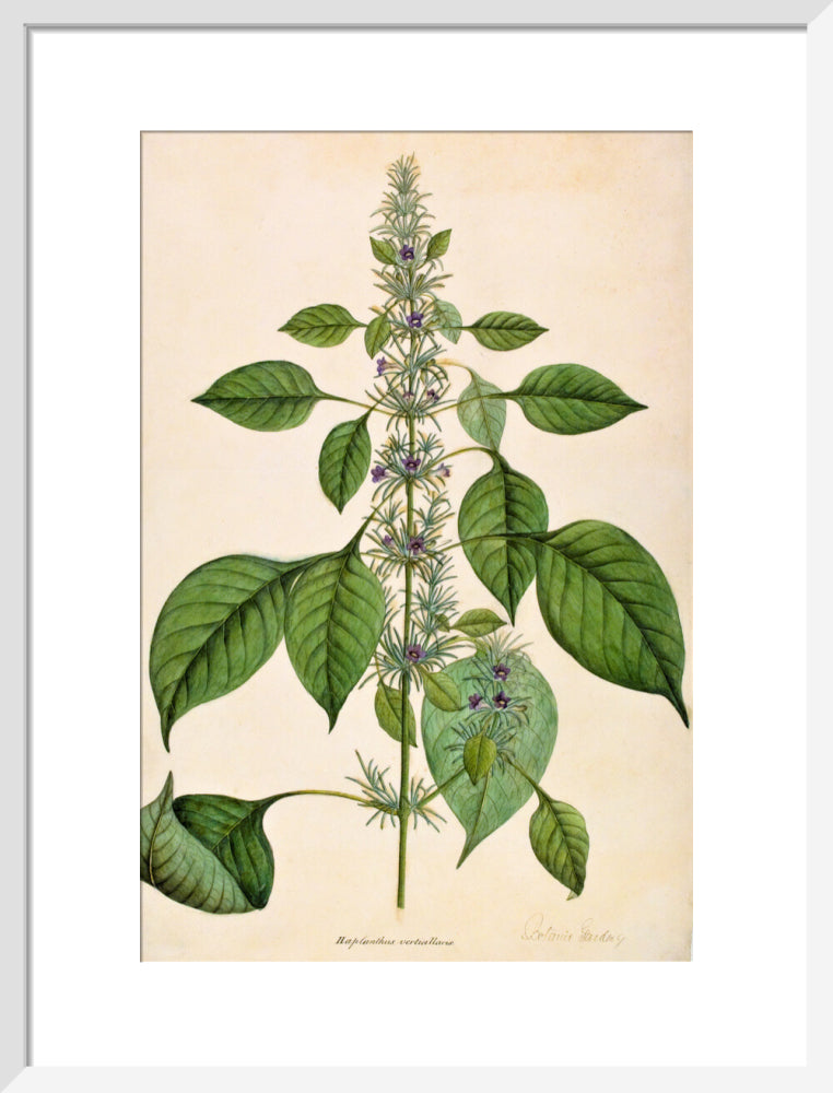 Haplanthodes Verticullatus - The Dapuri Collection