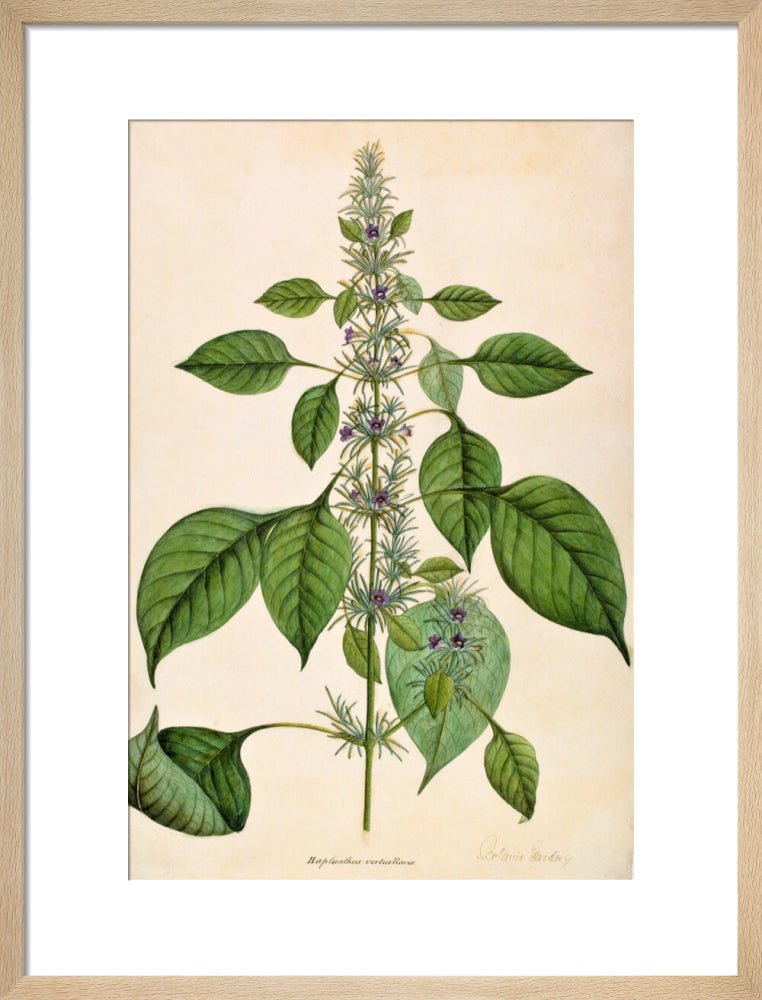 Haplanthodes Verticullatus - The Dapuri Collection