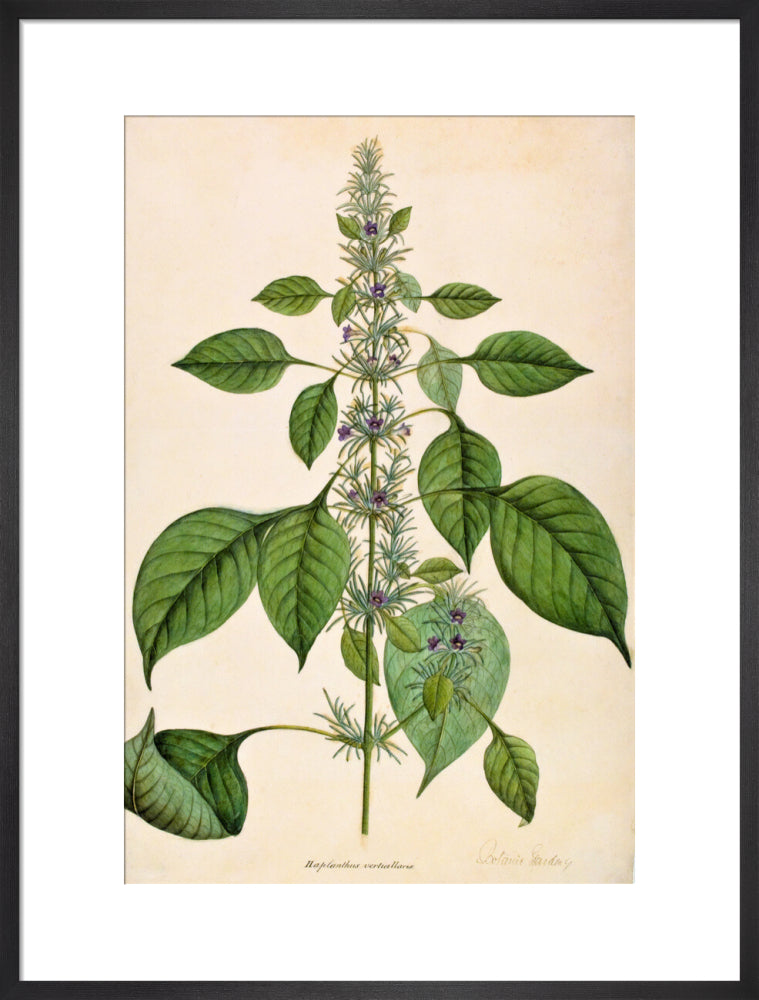 Haplanthodes Verticullatus - The Dapuri Collection