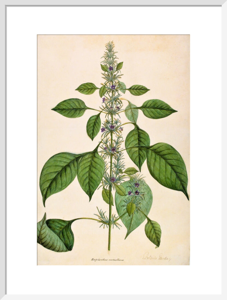 Haplanthodes Verticullatus - The Dapuri Collection