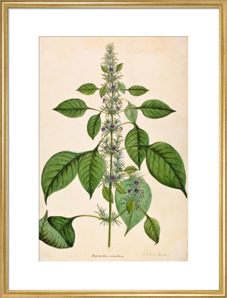 Haplanthodes Verticullatus - The Dapuri Collection