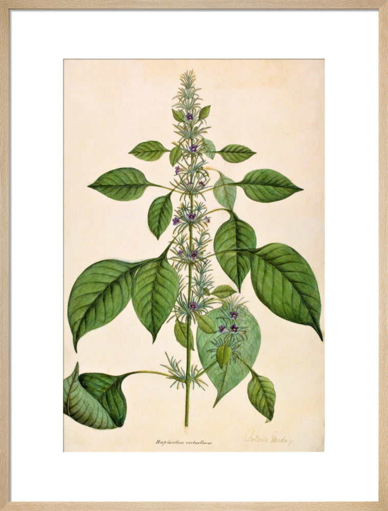 Haplanthodes Verticullatus - The Dapuri Collection