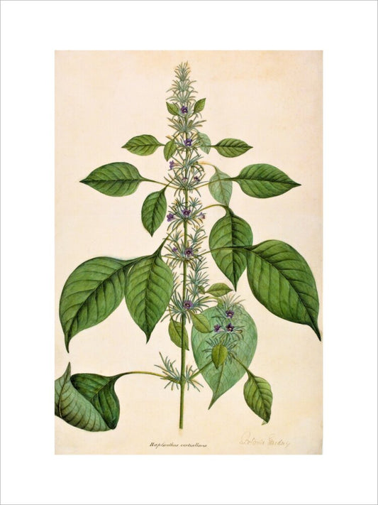 Haplanthodes Verticullatus - The Dapuri Collection