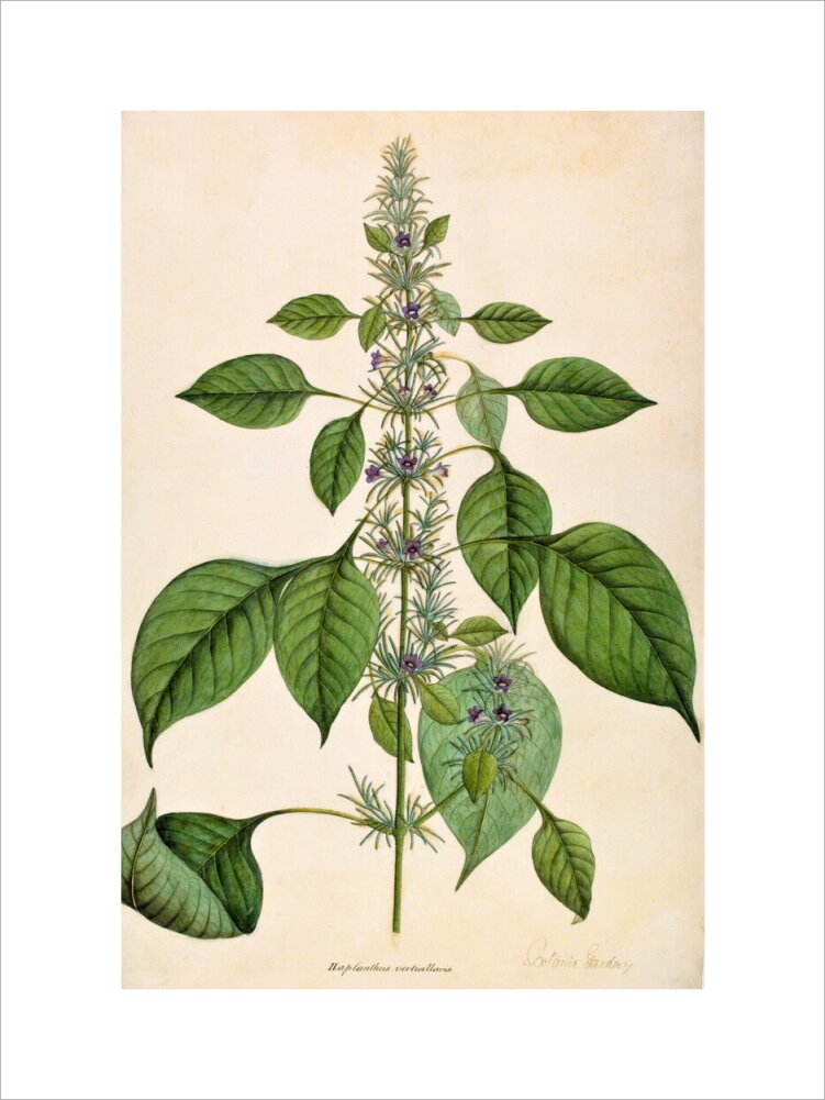 Haplanthodes Verticullatus - The Dapuri Collection
