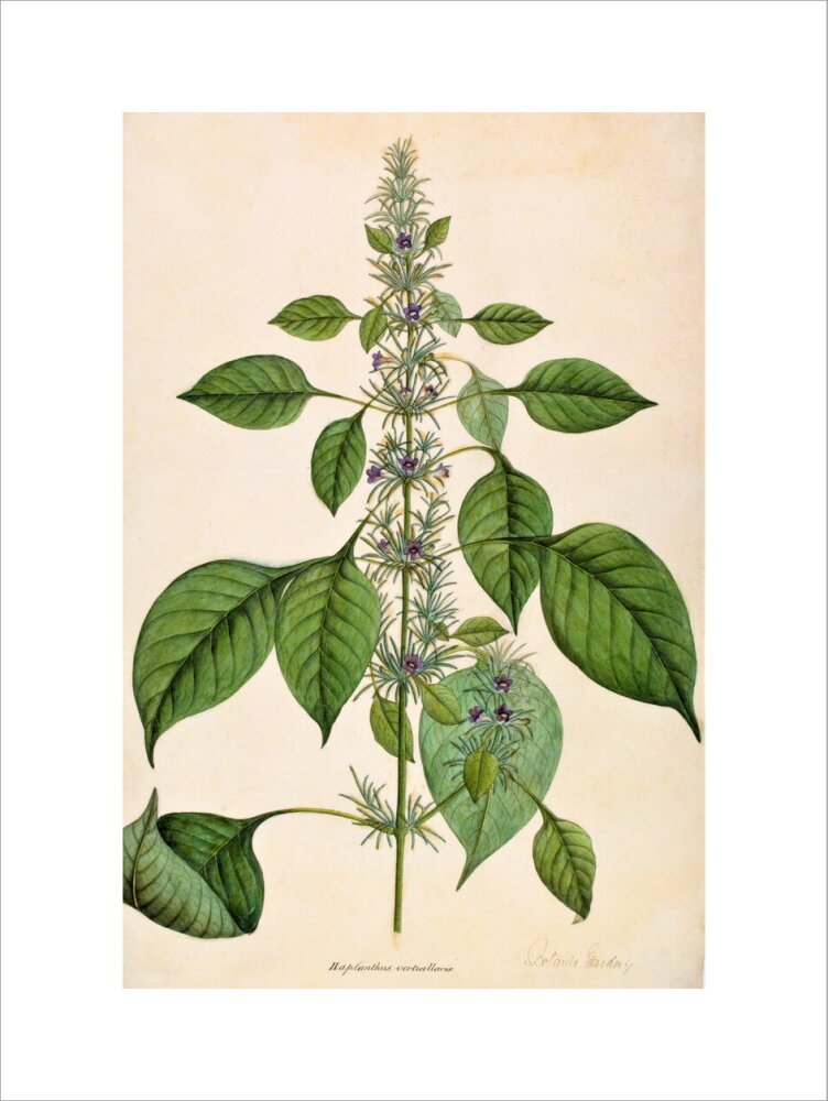 Haplanthodes Verticullatus - The Dapuri Collection