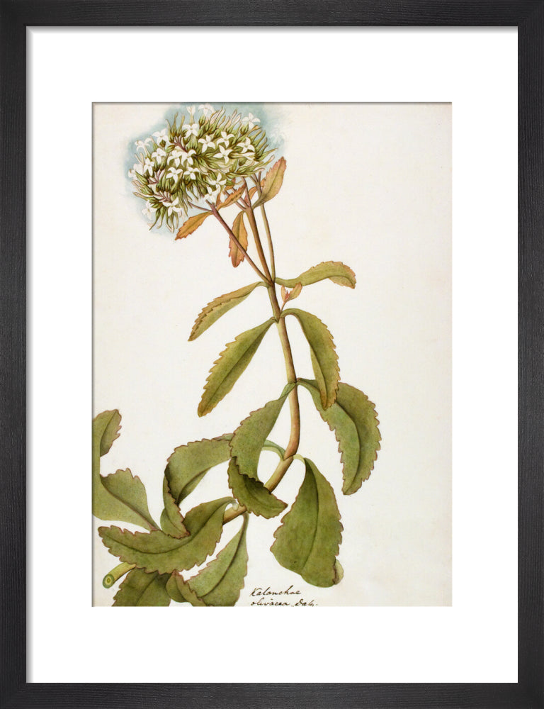 Kalanchoe Olivacea - The Dapuri Collection