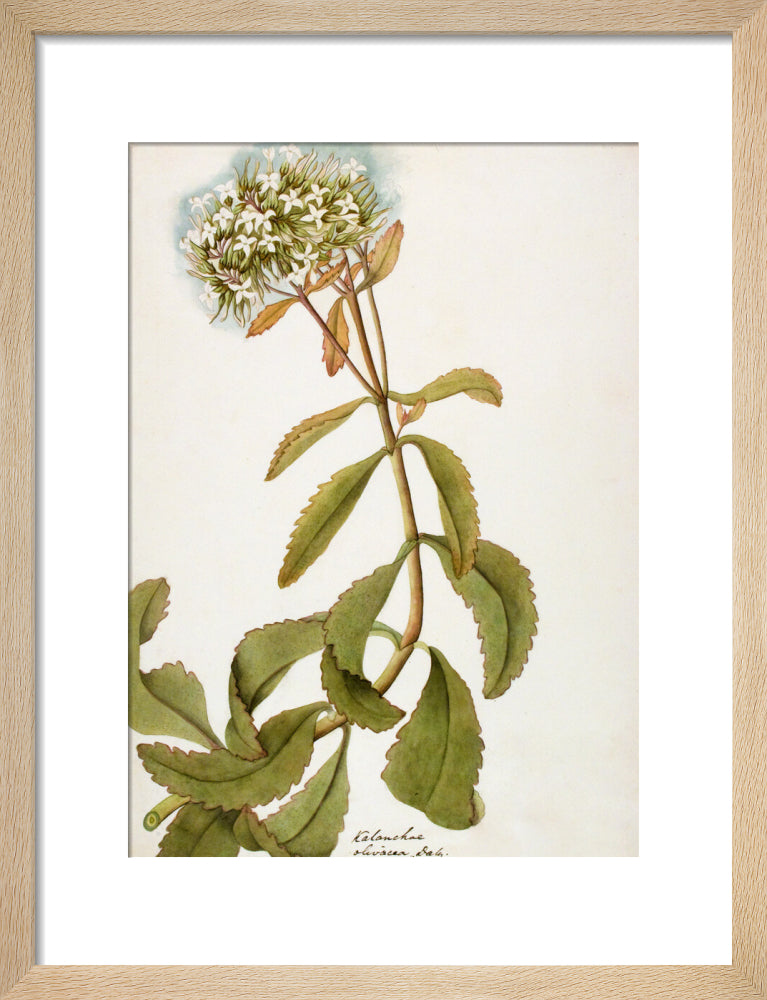 Kalanchoe Olivacea - The Dapuri Collection