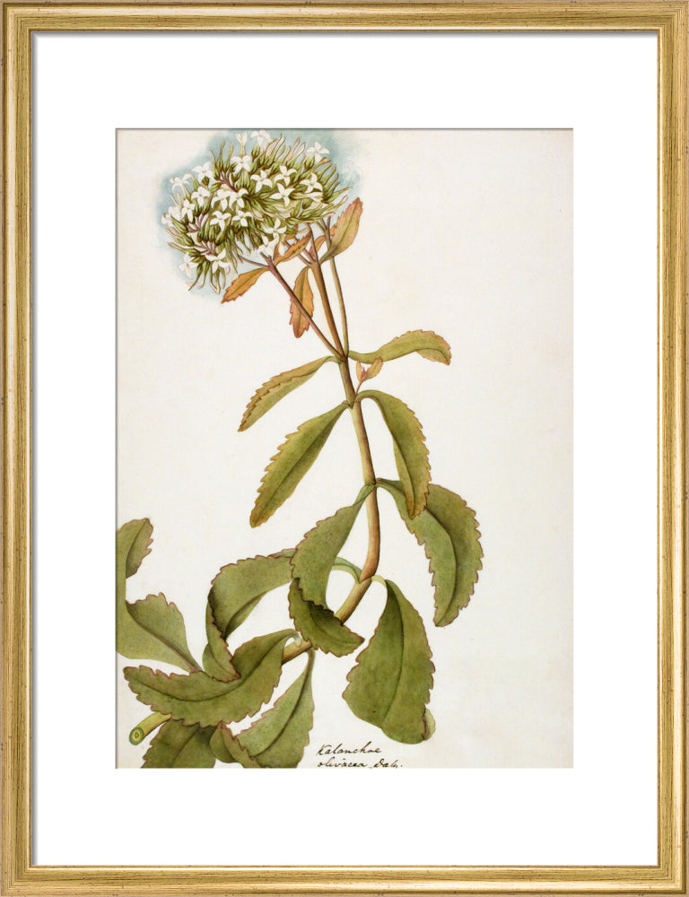 Kalanchoe Olivacea - The Dapuri Collection