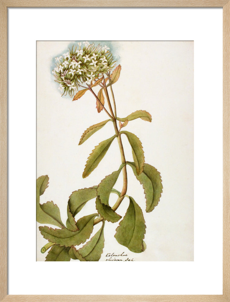 Kalanchoe Olivacea - The Dapuri Collection