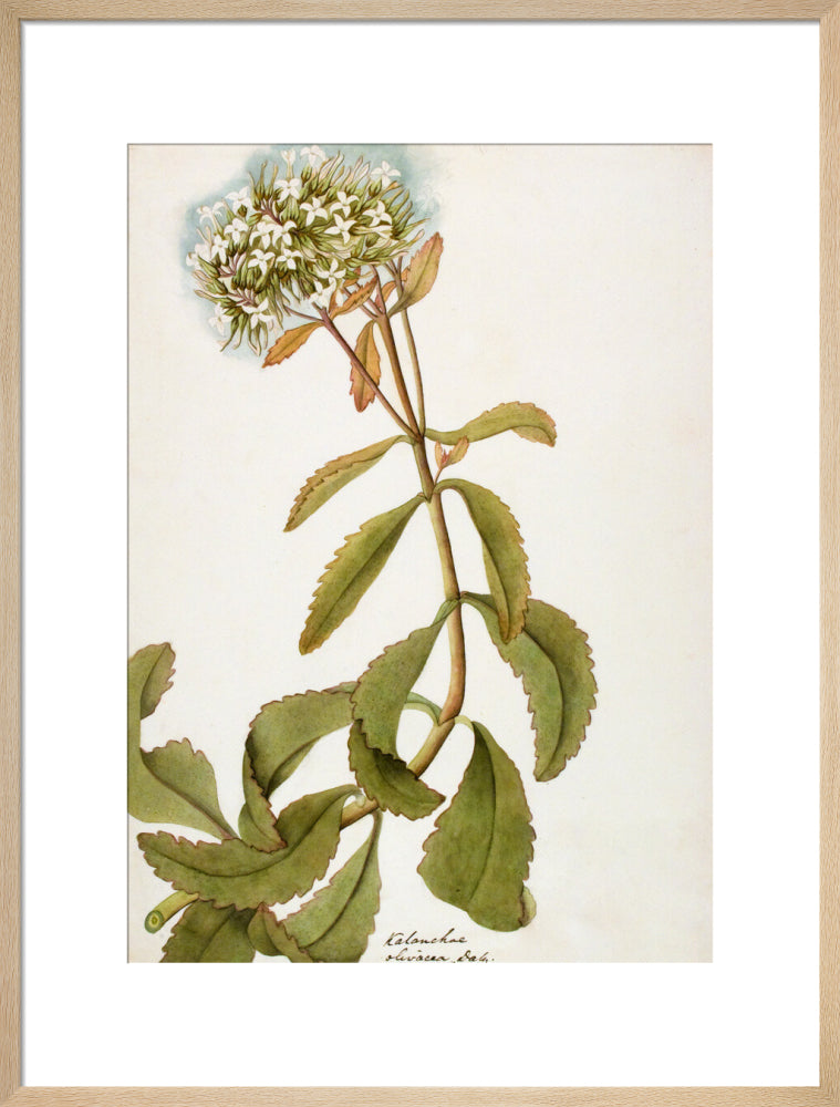 Kalanchoe Olivacea - The Dapuri Collection
