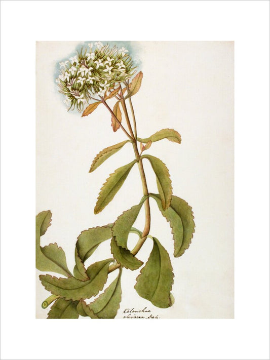 Kalanchoe Olivacea - The Dapuri Collection