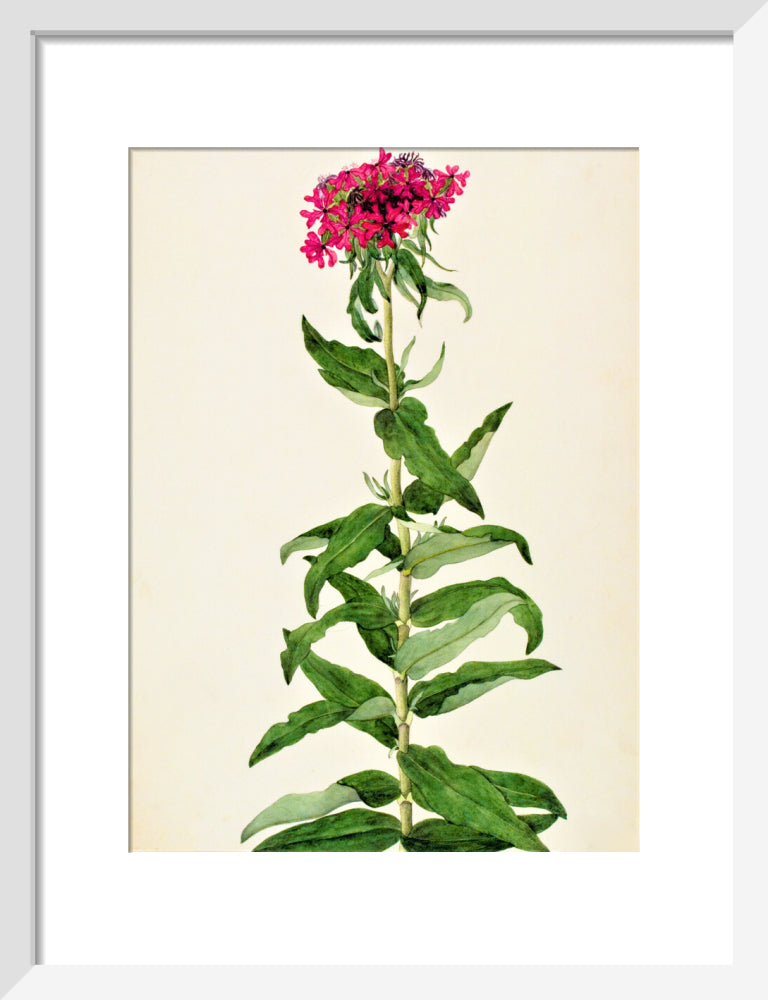 Lychnis Chalcedonica - The Dapuri Collection