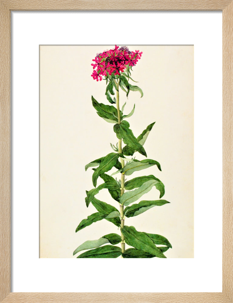 Lychnis Chalcedonica - The Dapuri Collection