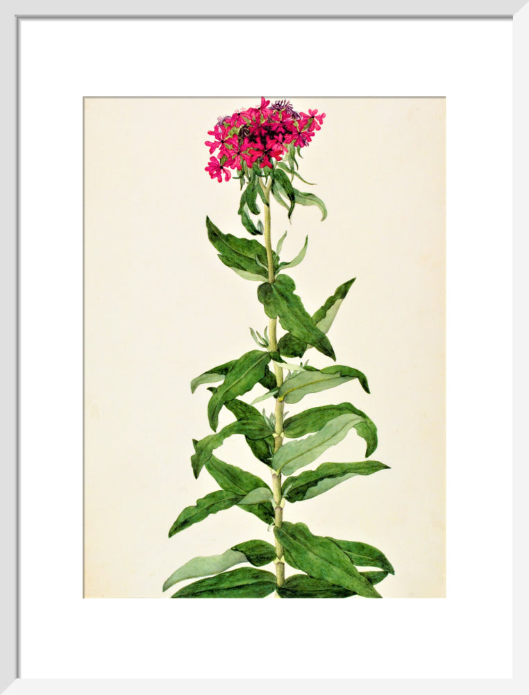 Lychnis Chalcedonica - The Dapuri Collection