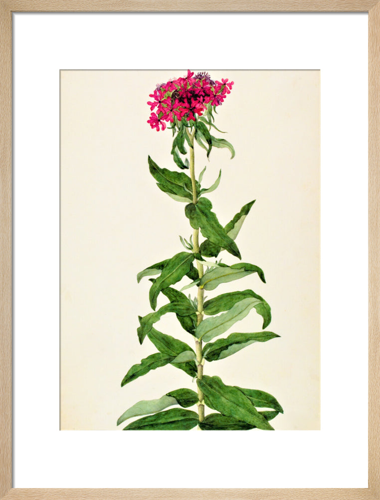 Lychnis Chalcedonica - The Dapuri Collection