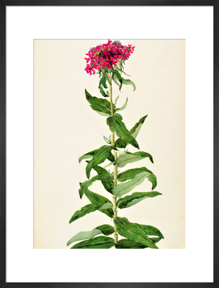 Lychnis Chalcedonica - The Dapuri Collection