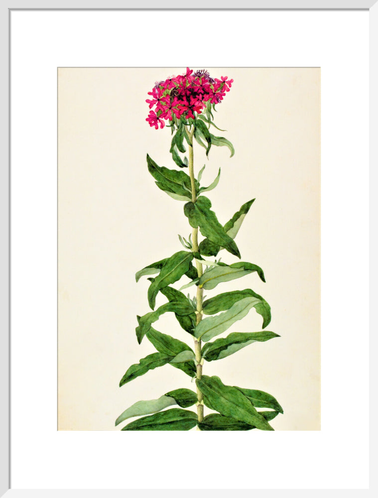 Lychnis Chalcedonica - The Dapuri Collection