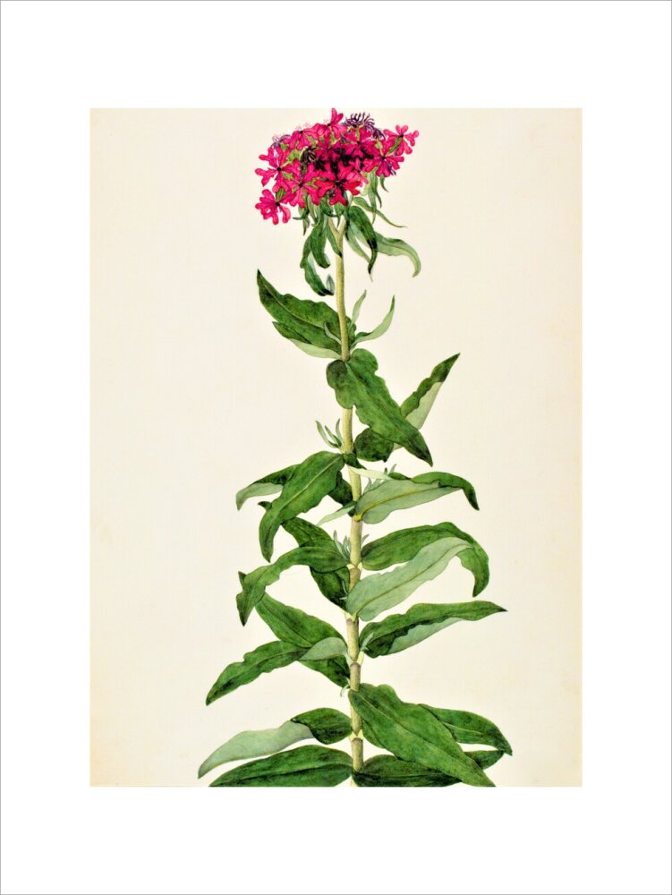 Lychnis Chalcedonica - The Dapuri Collection
