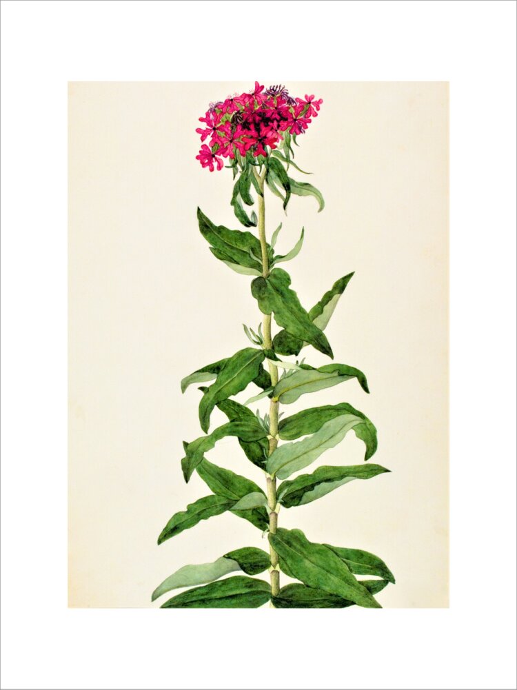 Lychnis Chalcedonica - The Dapuri Collection
