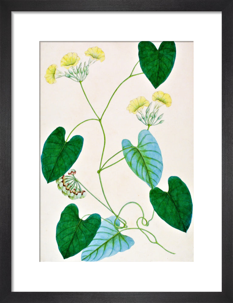 Merremia Umbellata - The Dapuri Collection