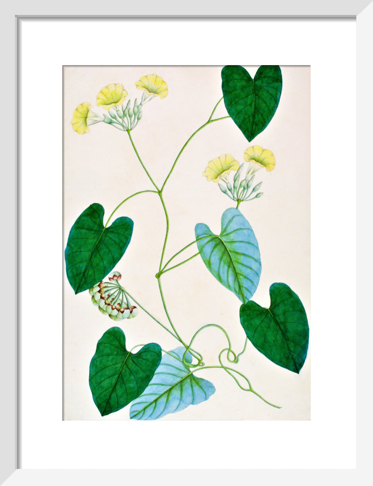 Merremia Umbellata - The Dapuri Collection