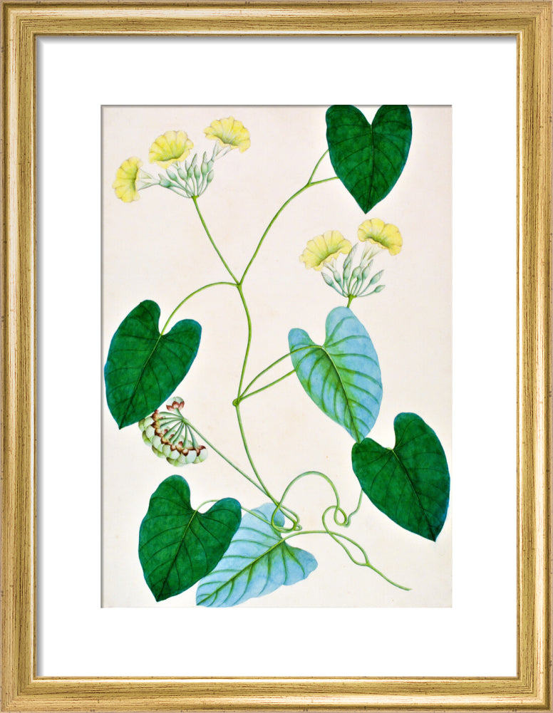 Merremia Umbellata - The Dapuri Collection