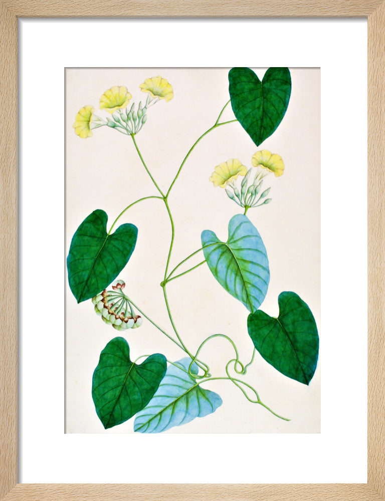 Merremia Umbellata - The Dapuri Collection