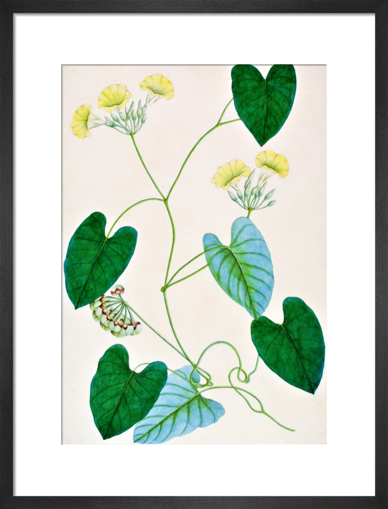 Merremia Umbellata - The Dapuri Collection