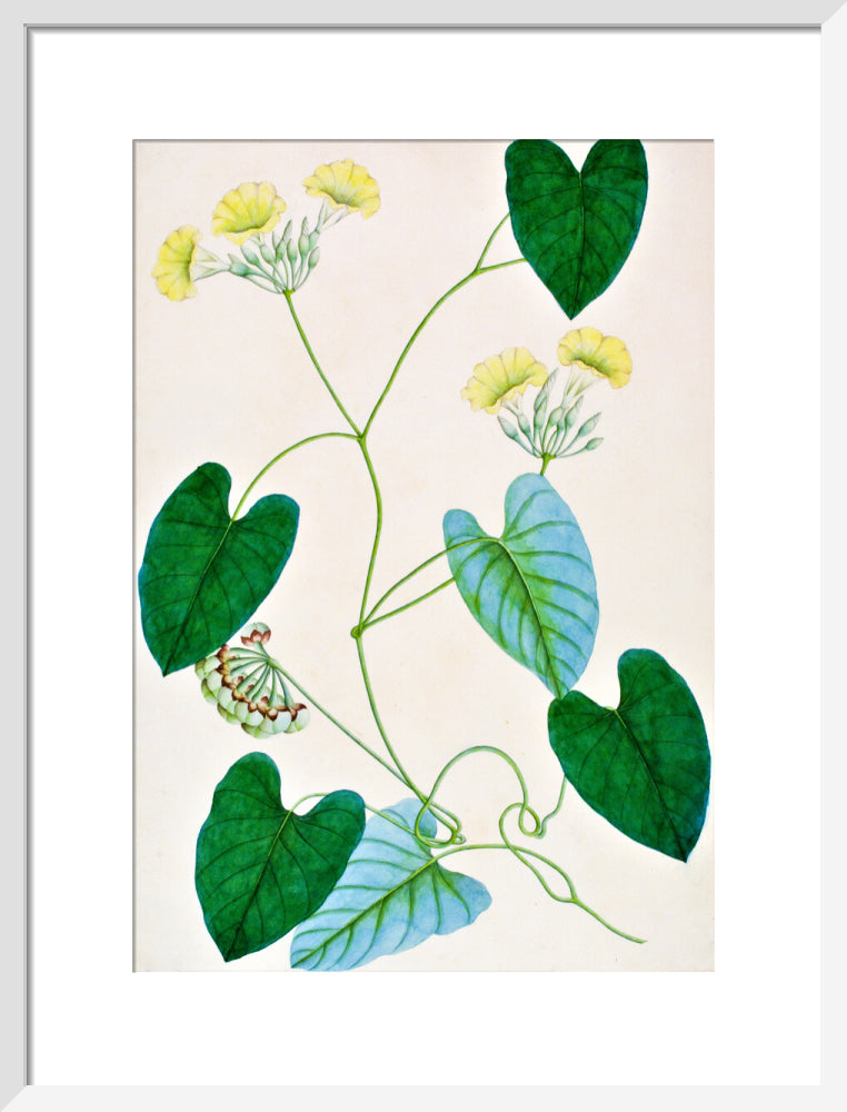 Merremia Umbellata - The Dapuri Collection