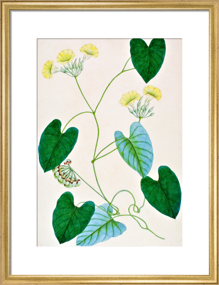 Merremia Umbellata - The Dapuri Collection