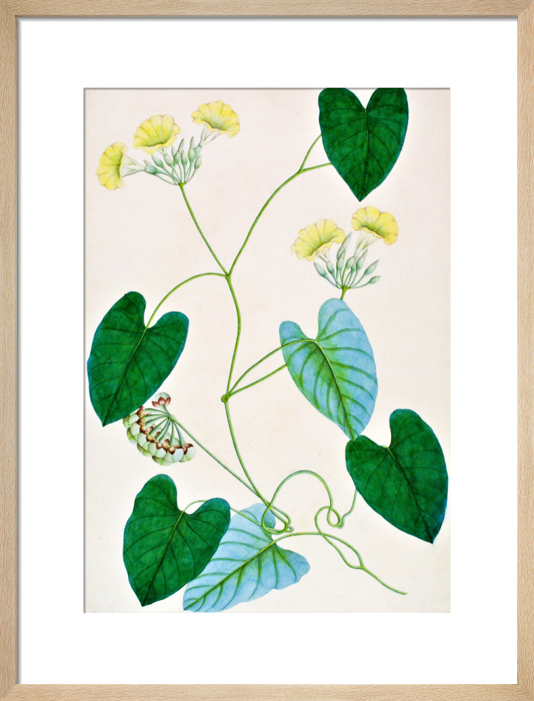 Merremia Umbellata - The Dapuri Collection