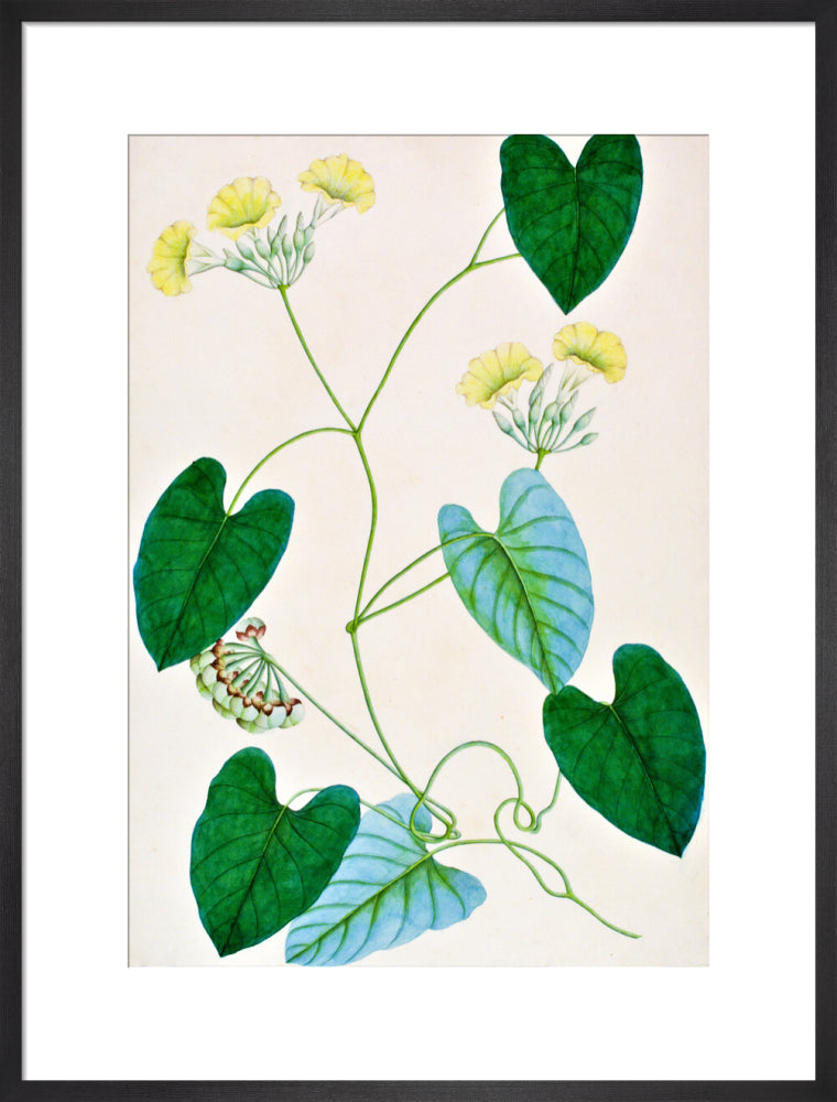 Merremia Umbellata - The Dapuri Collection