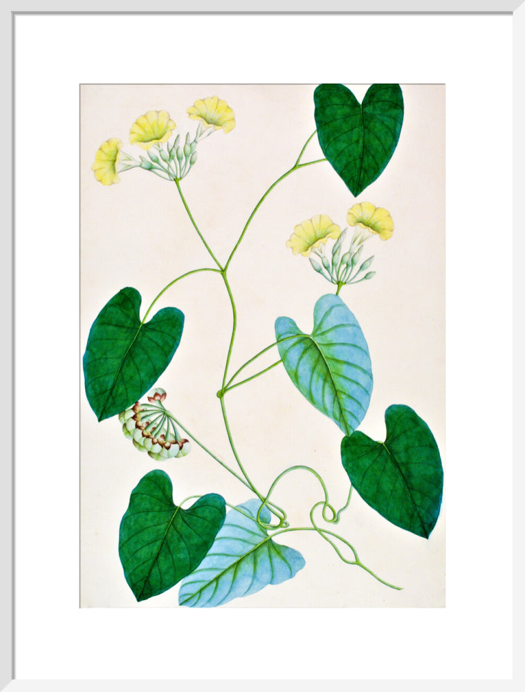 Merremia Umbellata - The Dapuri Collection