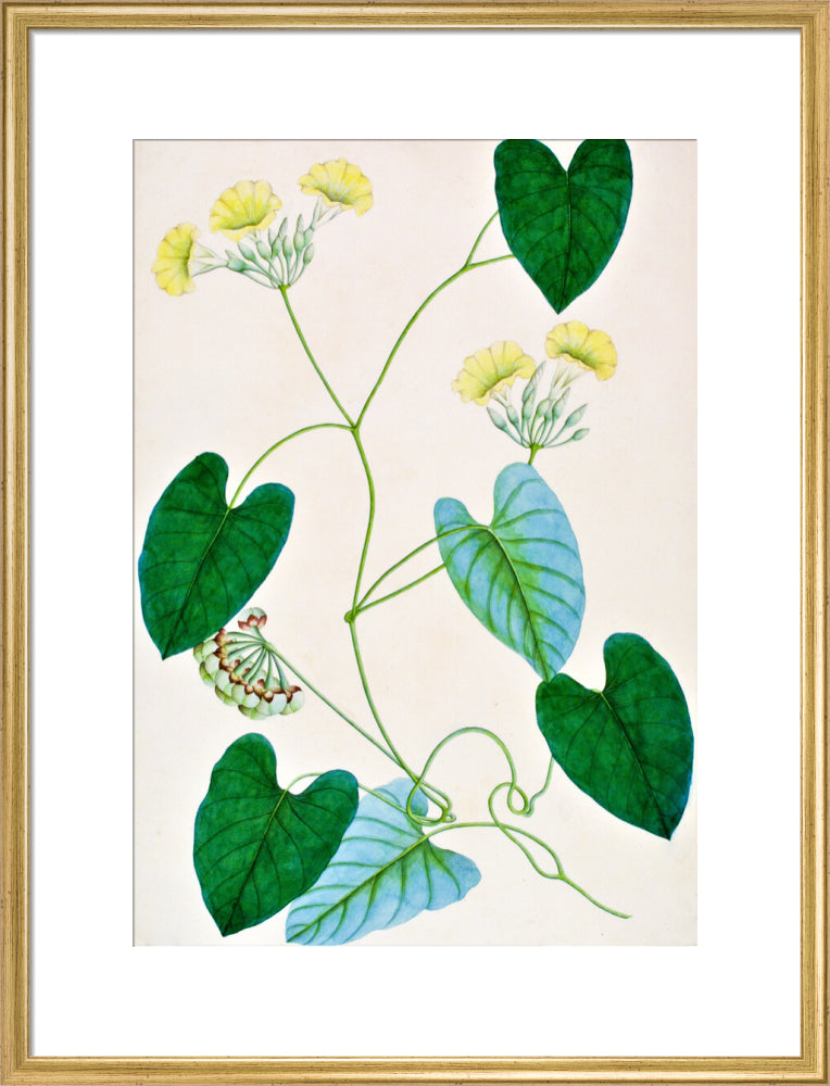 Merremia Umbellata - The Dapuri Collection