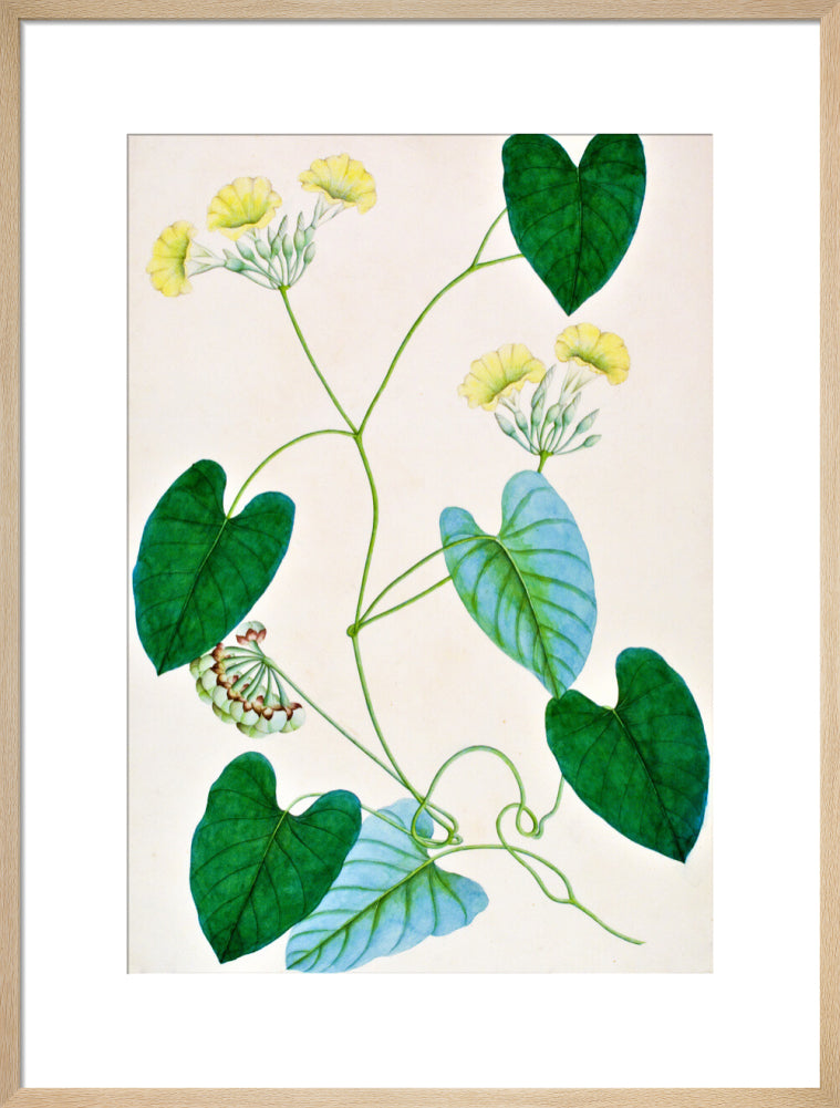 Merremia Umbellata - The Dapuri Collection