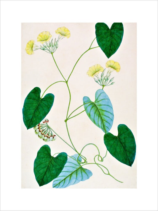 Merremia Umbellata - The Dapuri Collection