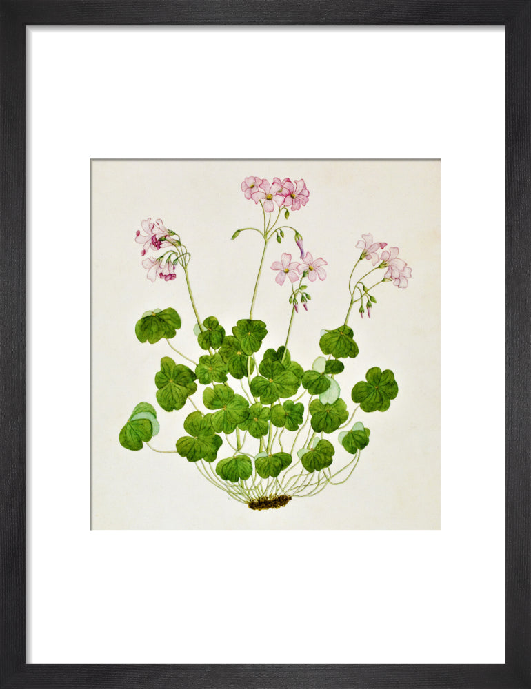 Oxalis Corymbosa - The Dapuri Collection