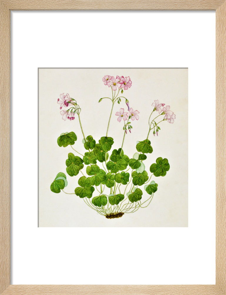 Oxalis Corymbosa - The Dapuri Collection