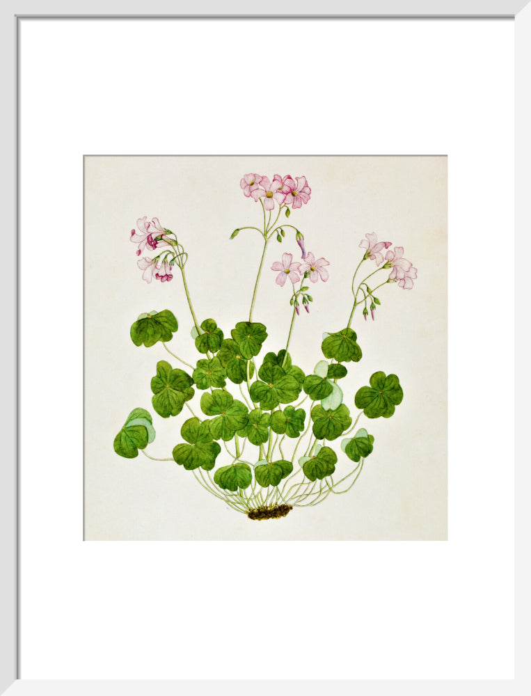 Oxalis Corymbosa - The Dapuri Collection