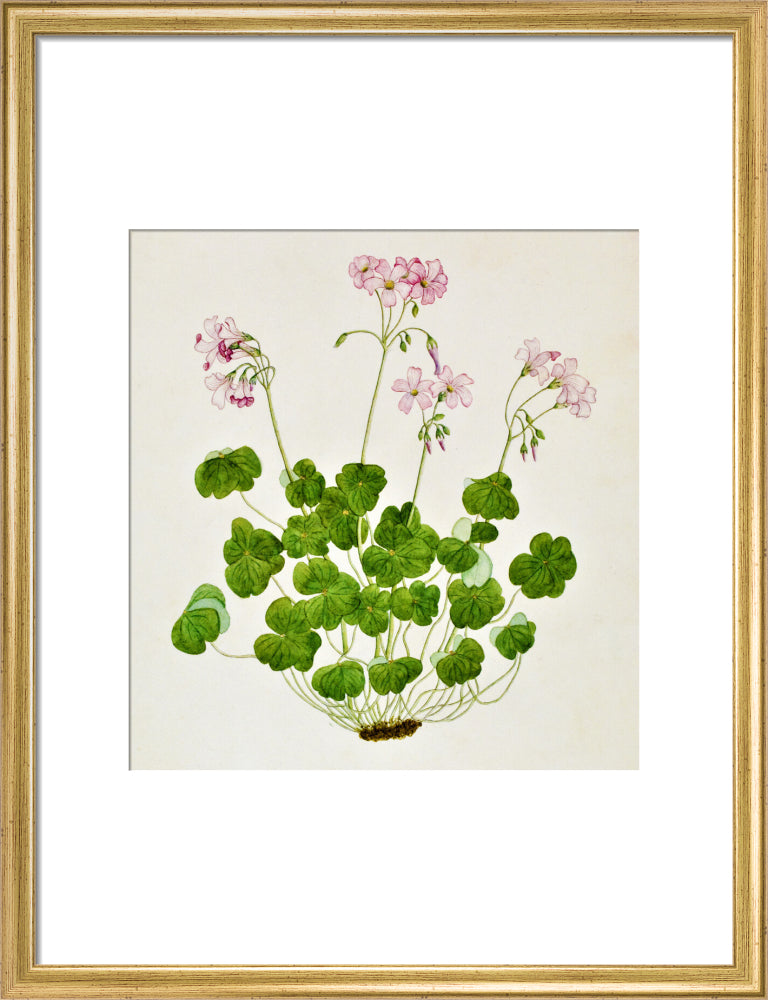 Oxalis Corymbosa - The Dapuri Collection