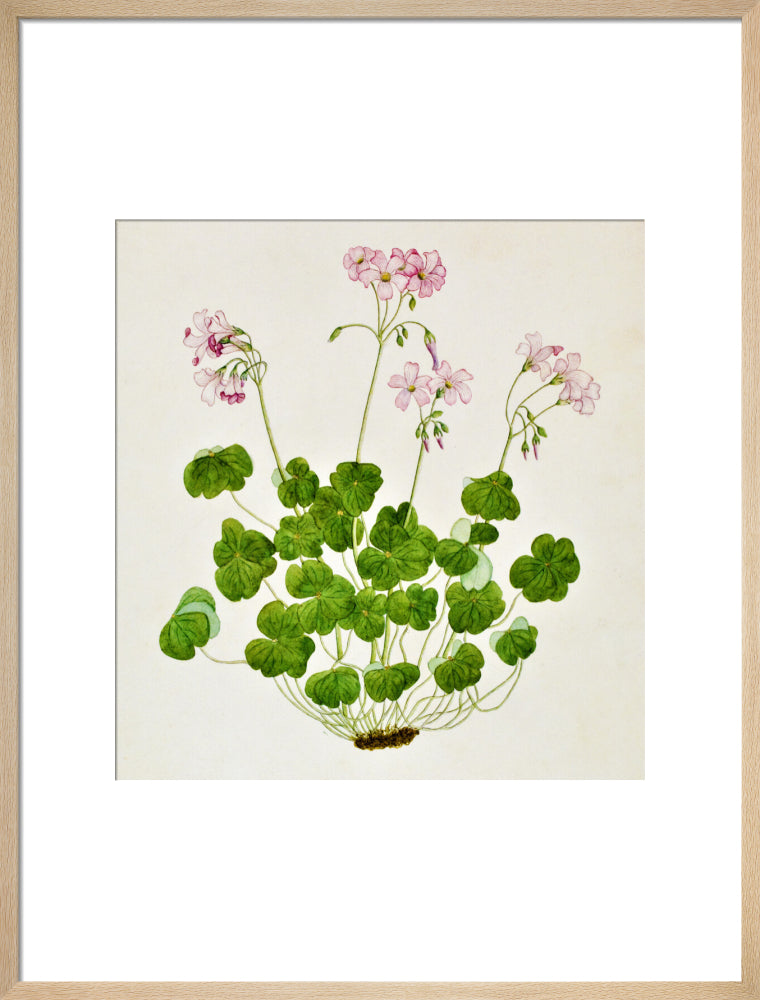 Oxalis Corymbosa - The Dapuri Collection