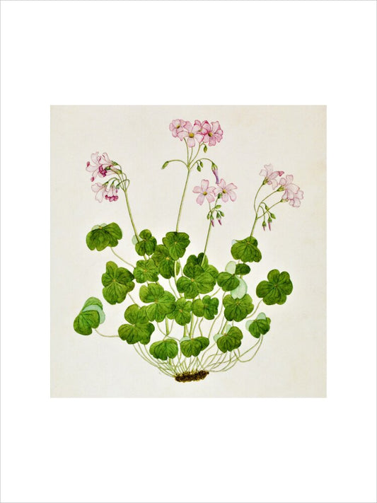 Oxalis Corymbosa - The Dapuri Collection