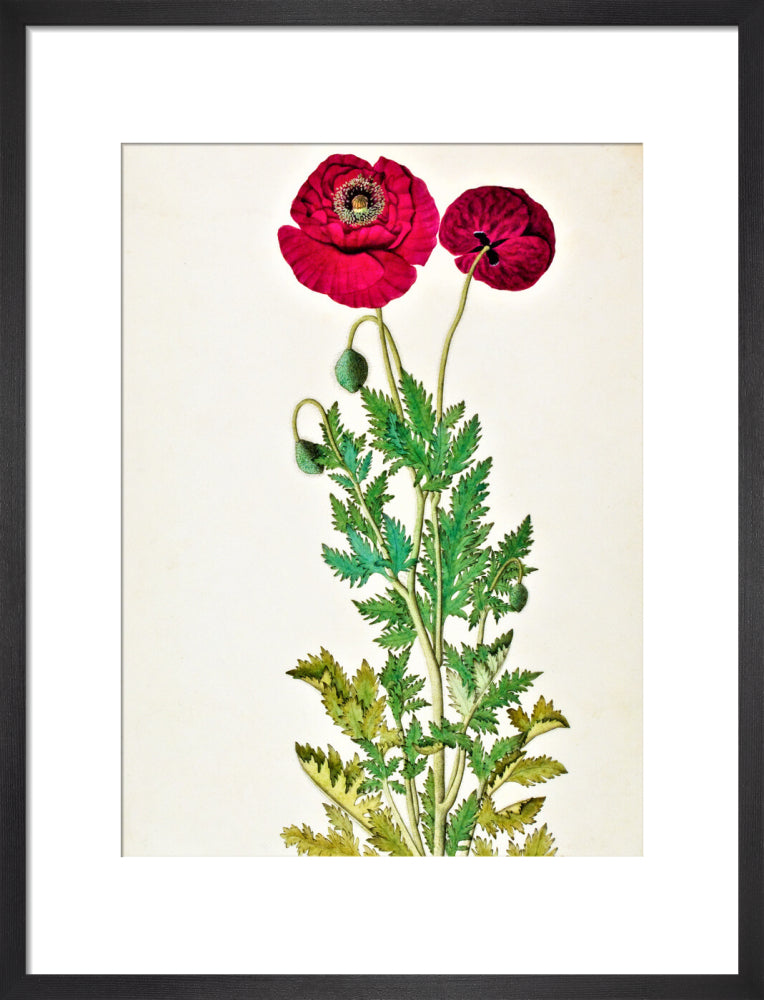 Papaver Rhoeas