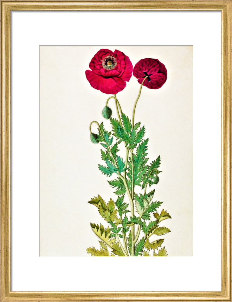 Papaver Rhoeas