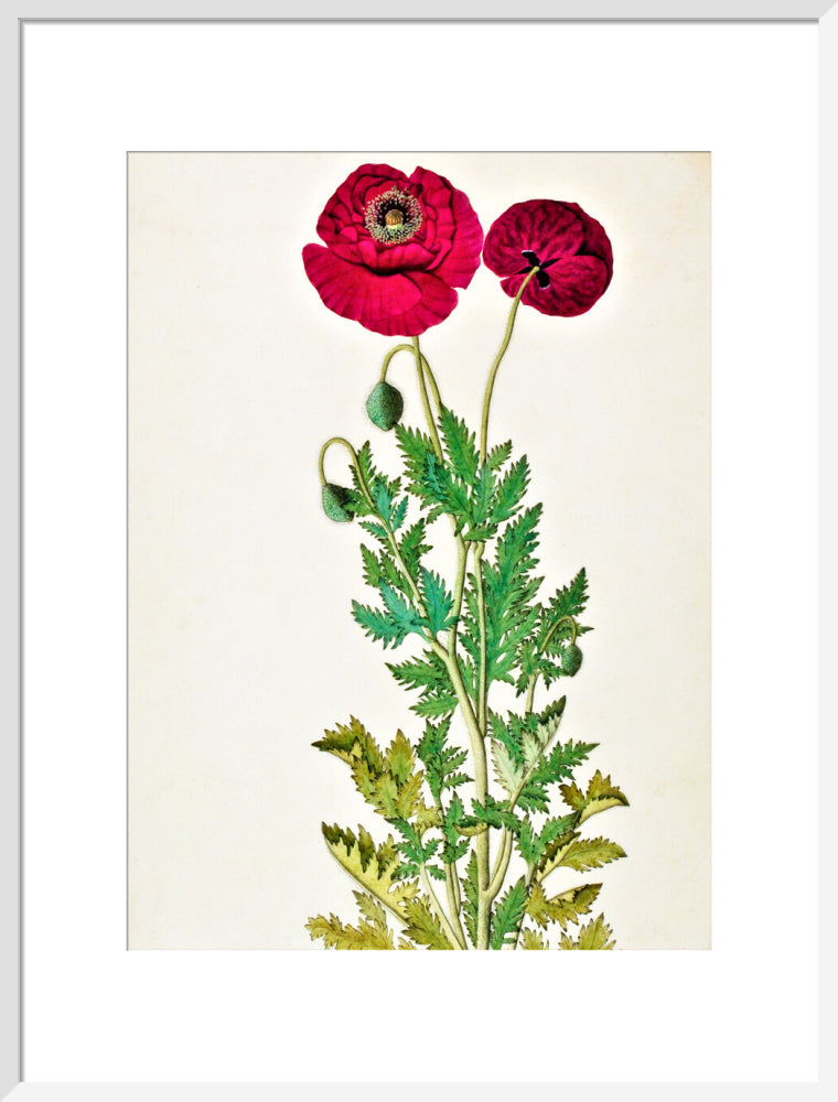 Papaver Rhoeas - The Dapuri Collection